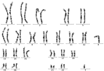 Chromosomensatz